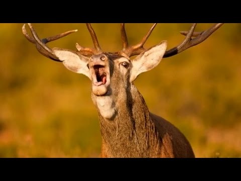 Imágenes de la berrea en Gorbea