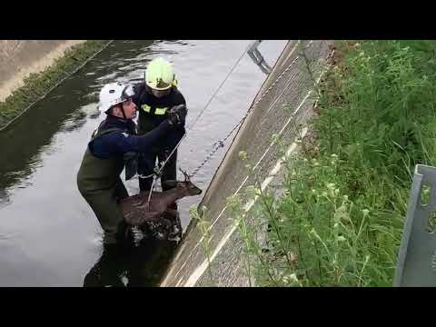 Rescatan a un corzo del canal del río Alegría