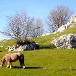 Aizkorri-caballos-385×220-1