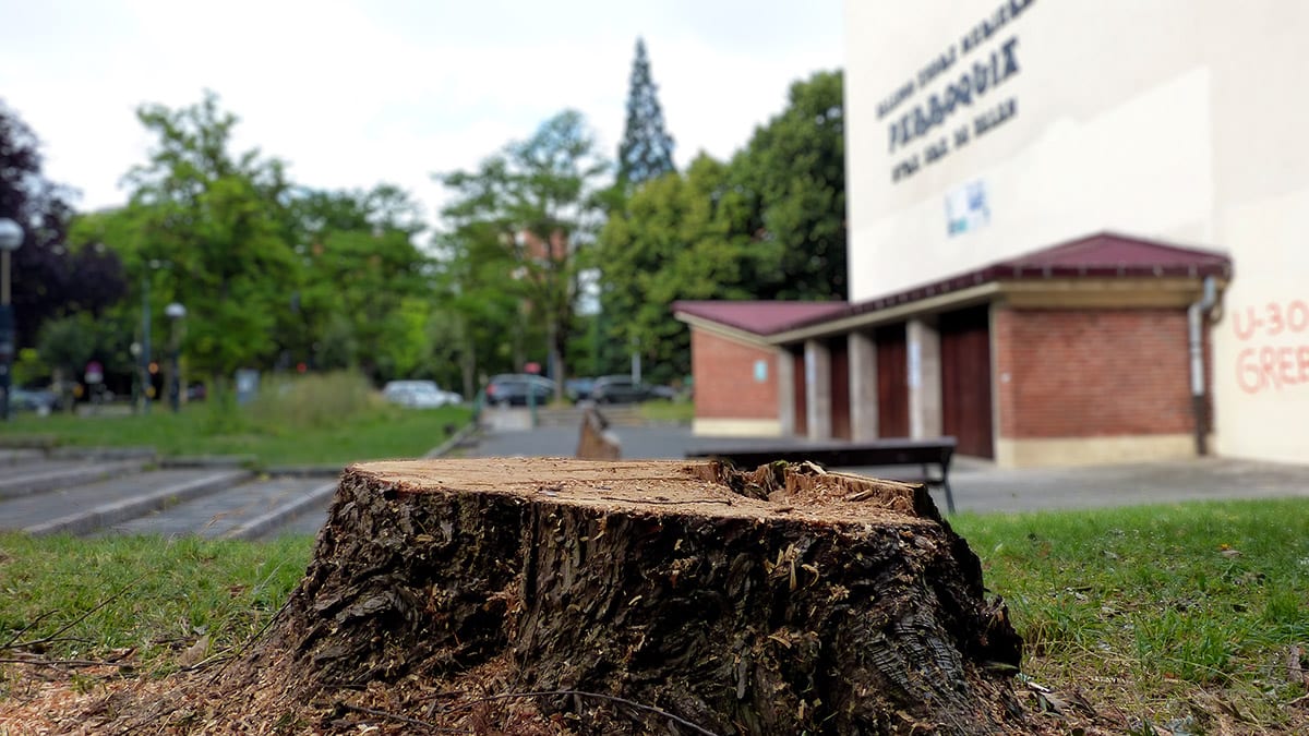 tala intervencion arbolado urbano zaramaga05 Un árbol talado ajeno a la noticia