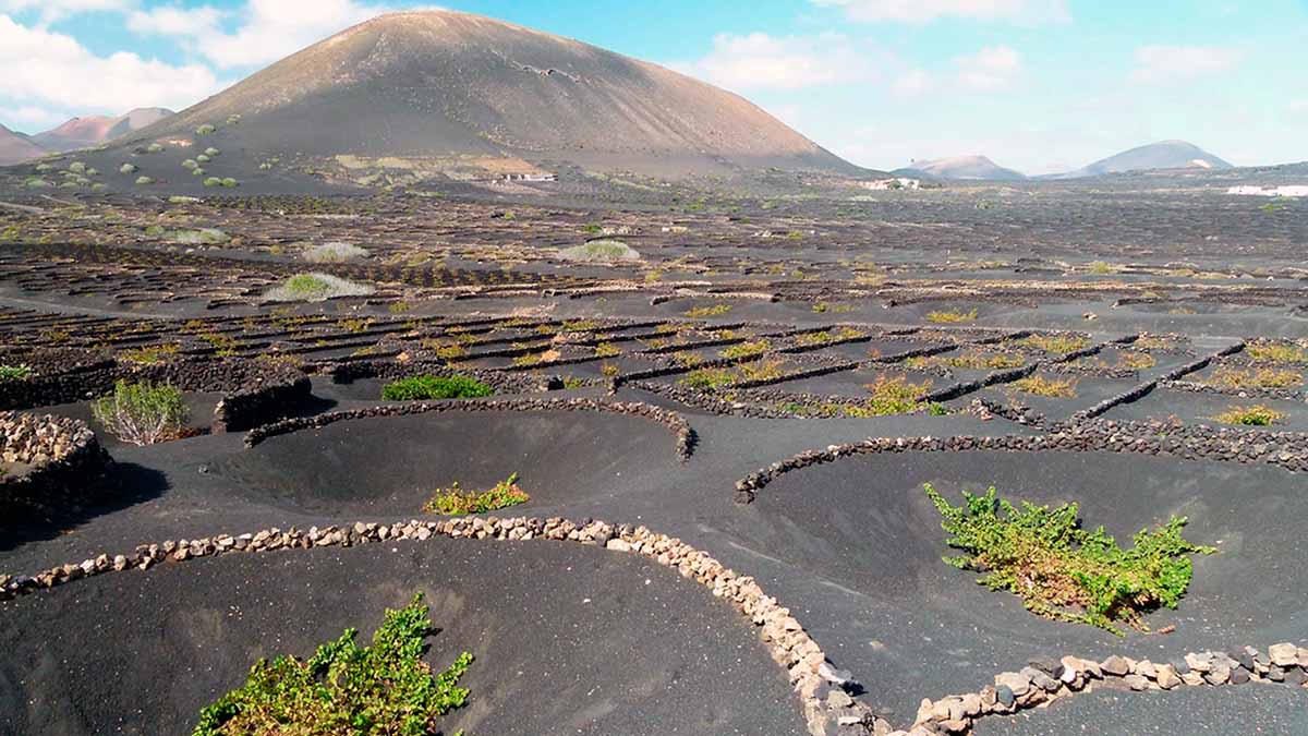 viñas la palma