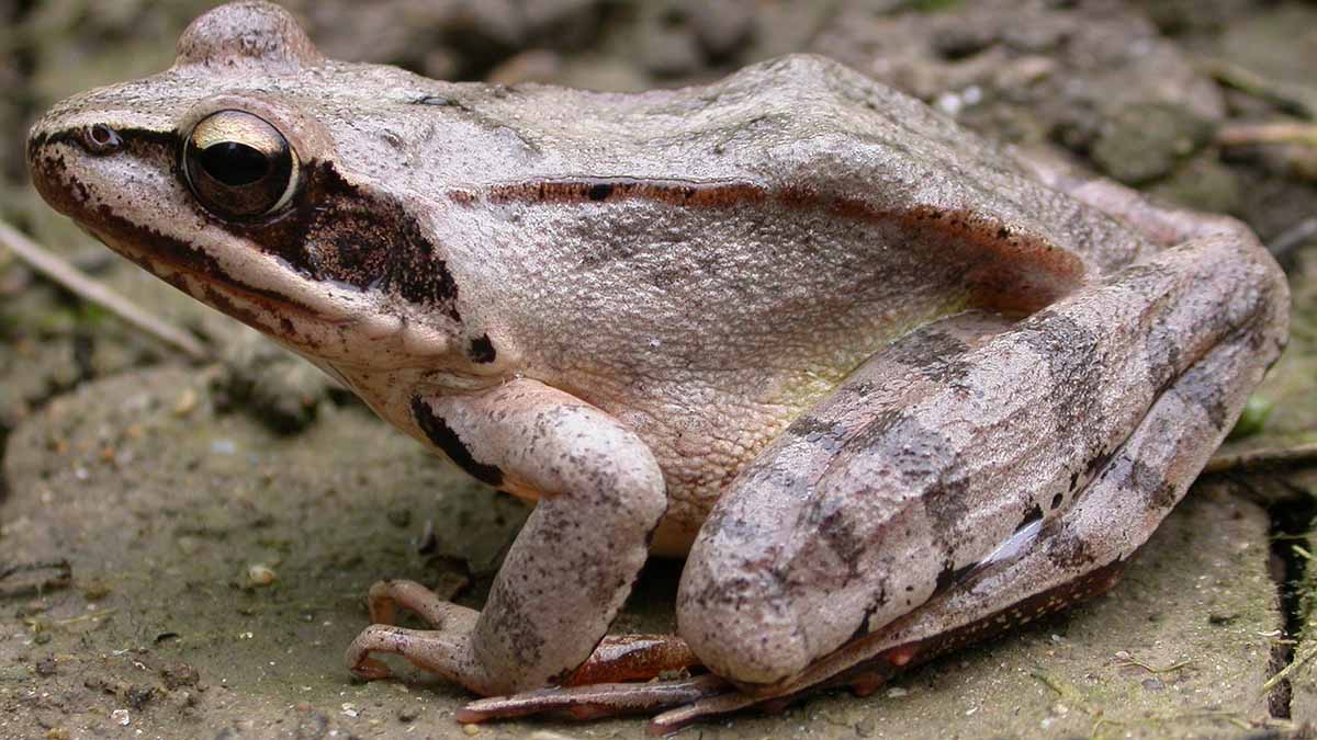 RANA Anillo Verde