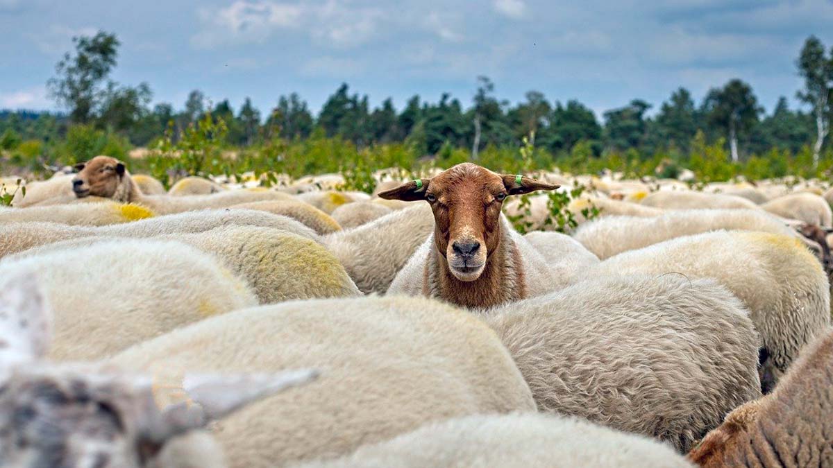 oveja amurrio