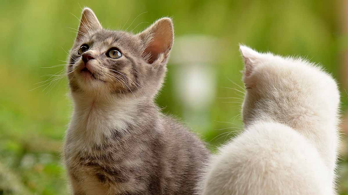 GATOS