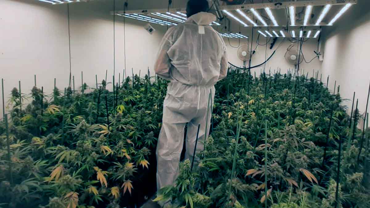 PLANTACION-MARIHUANA vitoria