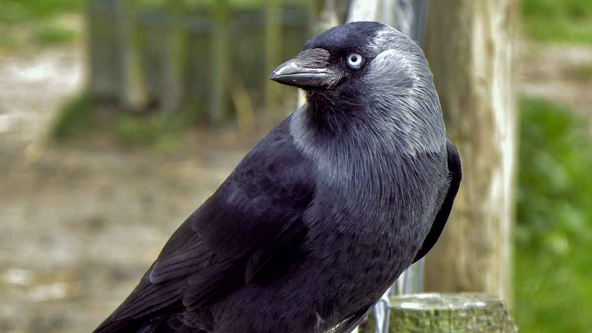Corvus_monedula
