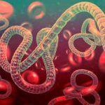 ebola