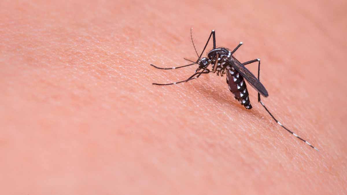 mosquitos