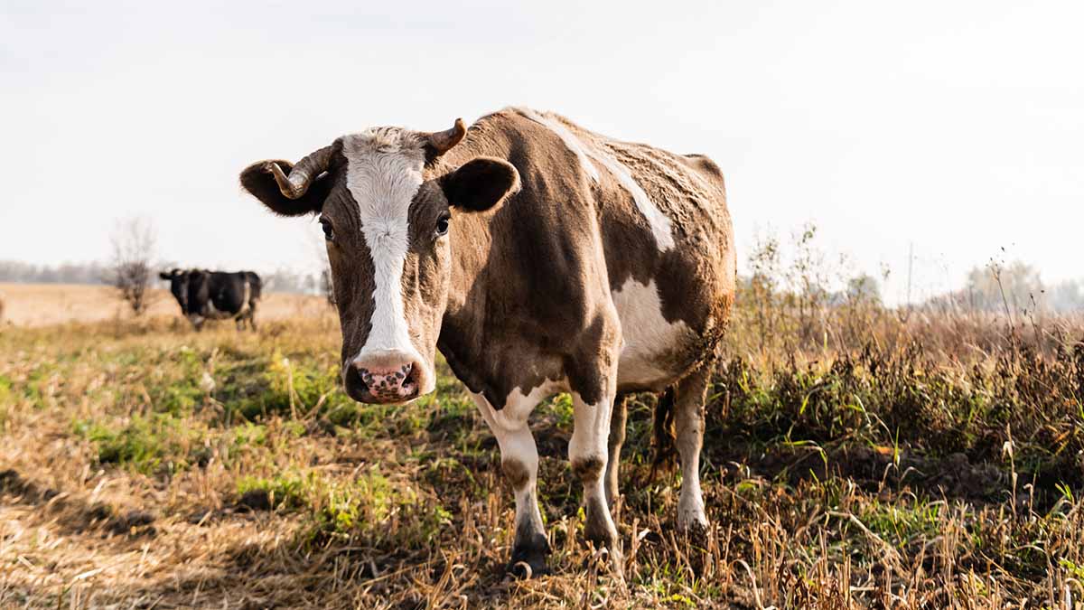 vaca Bonokela