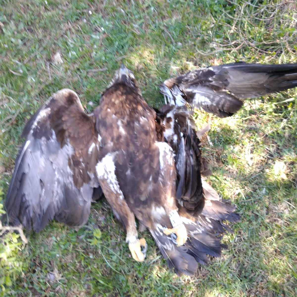 aguila real