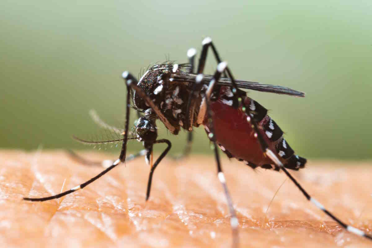 mosquito-tigre