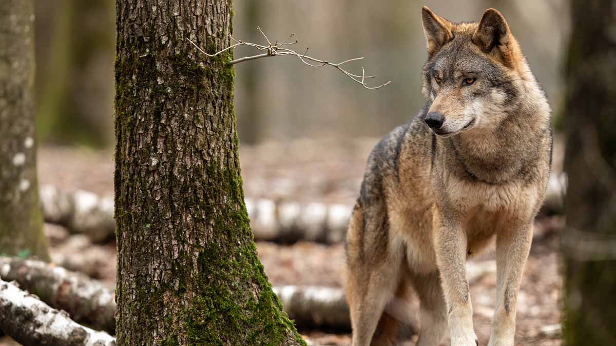 lobo en alava