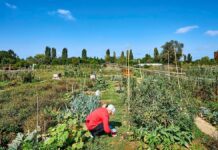 Salburua tendrá 73 huertos urbanos comunitarios