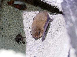murcielago olarizu