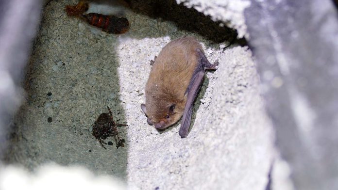 murcielago olarizu