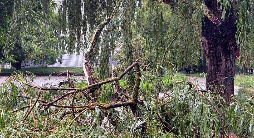arboles caidos tomrneta vitoria