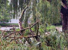 arboles caidos tomrneta vitoria