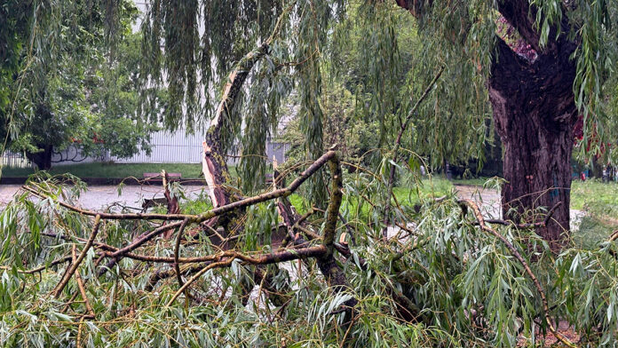 arboles caidos tomrneta vitoria