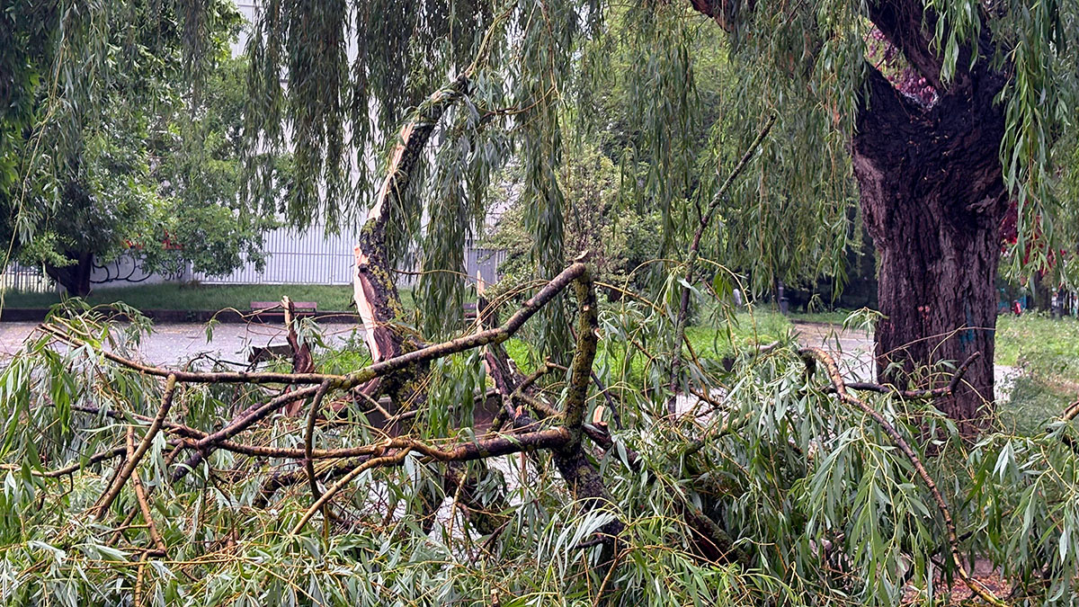 ARBOLES CAIDOS TOMRNETA VITORIA arboles caidos tomrneta vitoria