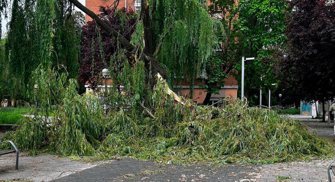 arboles tormenta vitoria
