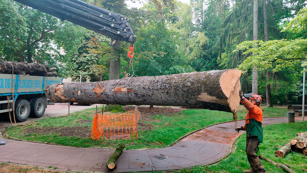 TALA ARBOL FLORIDA 2