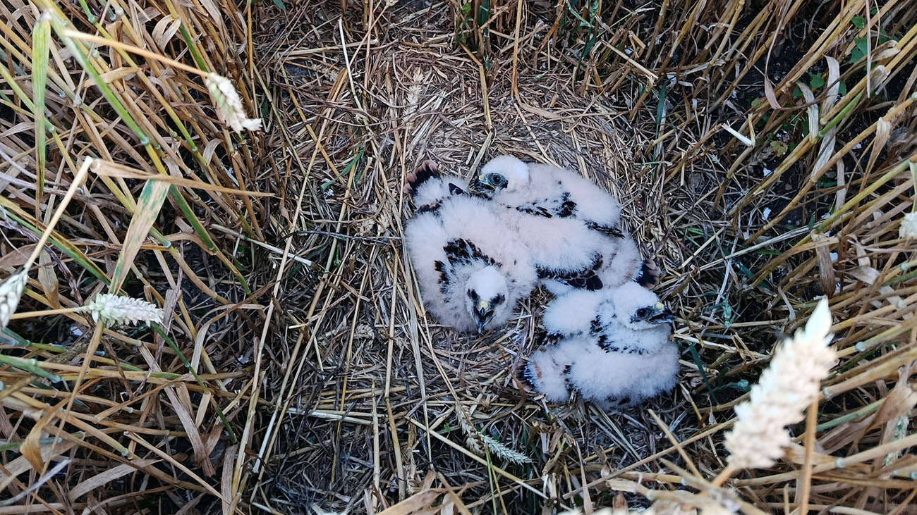 campaña anual de protección de nidos de aguilucho cenizo