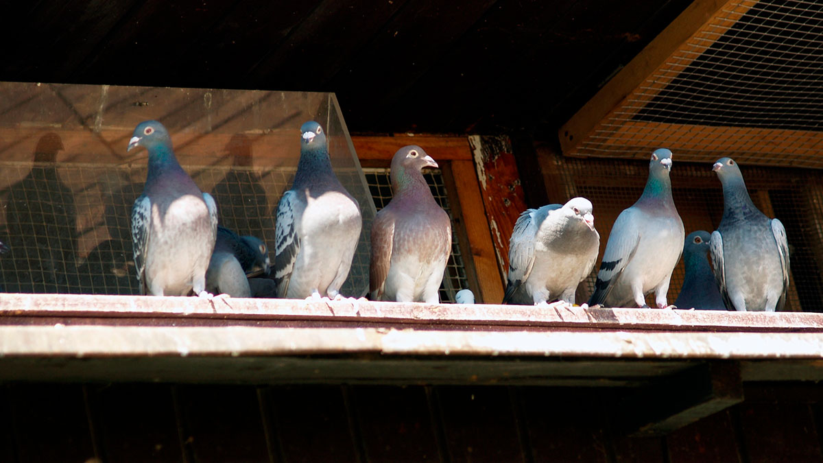 palomas vitoria