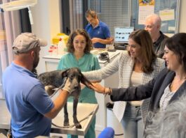 Abusos sexuales, represalias y expulsión: el conflicto entre APASOS y el Ayuntamiento entra en una nueva fase judicial APASOS