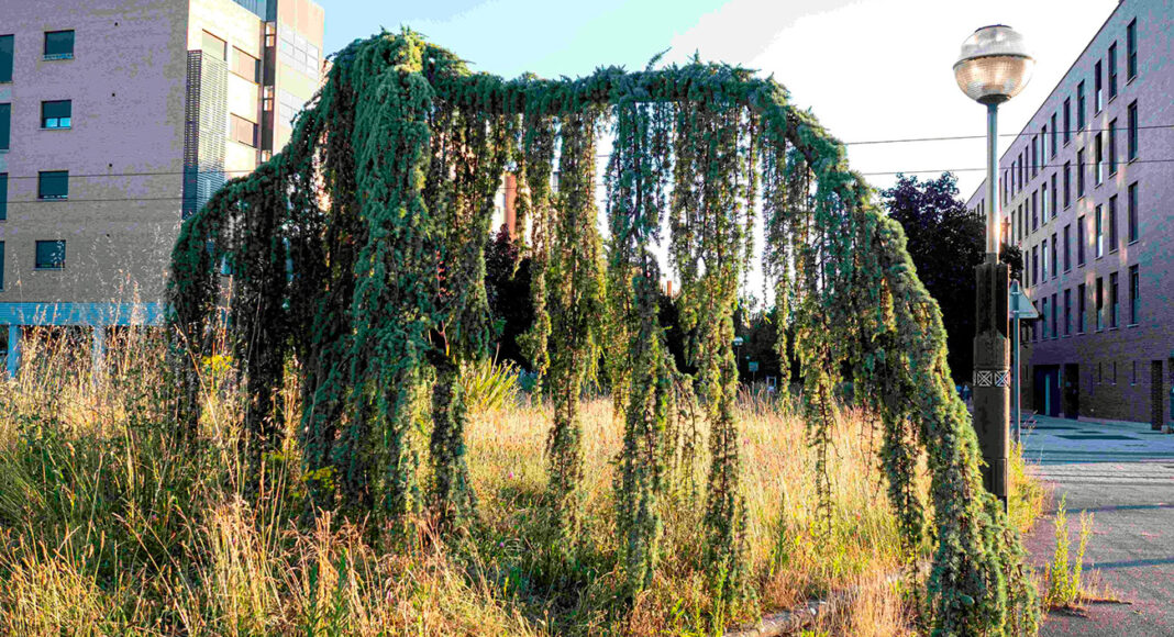 Montehermoso la exposición Anillo verde Miradas divergentes