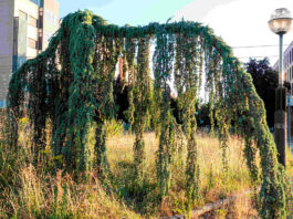 Montehermoso la exposición Anillo verde Miradas divergentes