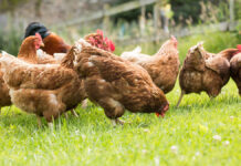 Varias granjas de Álava tendrán que encerrar a sus aves por la amenaza de gripe aviar
