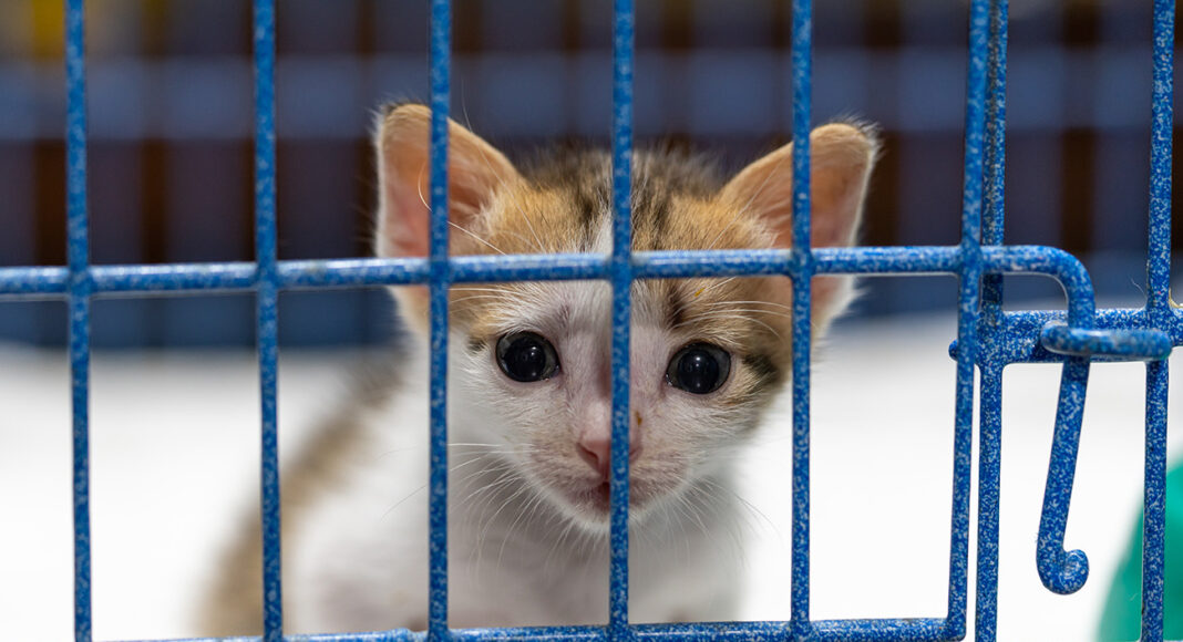 un gato en una jaula pide cariño al fotografo - fotografía sin relación con la noticia