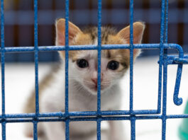 Reclaman al Ayuntamiento crear un voluntariado en la perrera municipal tras la salida de APASOS un gato en una jaula pide cariño al fotografo - fotografía sin relación con la noticia