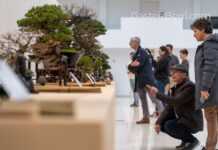 TANTAI 2025: el arte del bonsái conquista Vitoria-Gasteiz este puente festivo