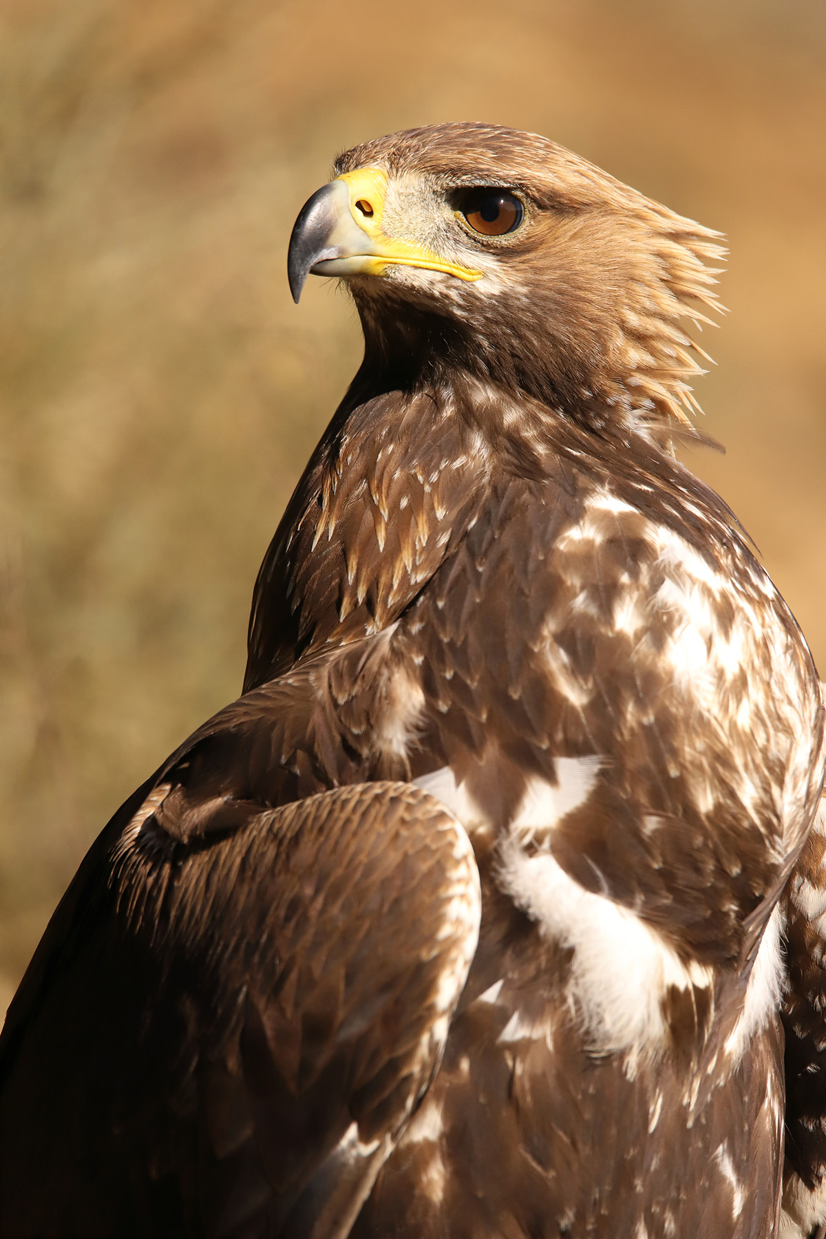 Una de las fotografías de las dos Águilas Reales de Álava que protagonizan la exposición "Las Reinas de Álava" de Martín Barandalla. Fotografía de Martín Barandalla - cedida